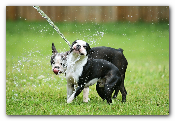 Miley and Howie - Boston Terrier Puppies