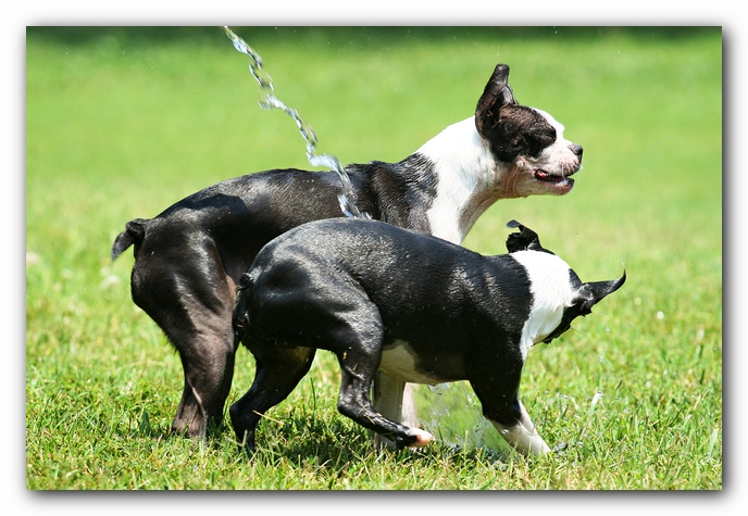 Miley and Howie - Boston Terrier Puppies