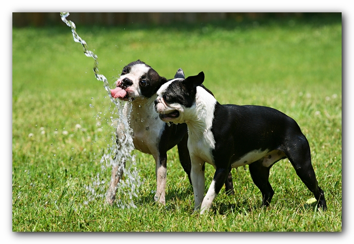 Miley and Howie - Boston Terrier Puppies