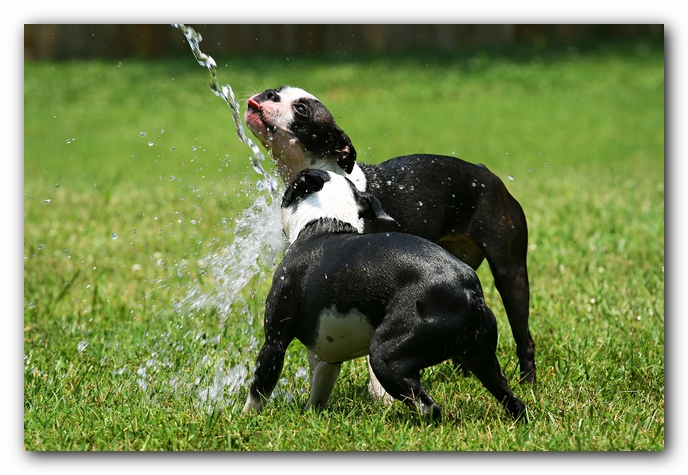 Miley and Howie - Boston Terrier Puppies