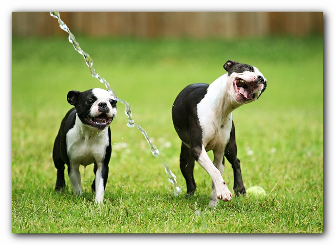 Miley and Howie - Boston Terrier Puppies