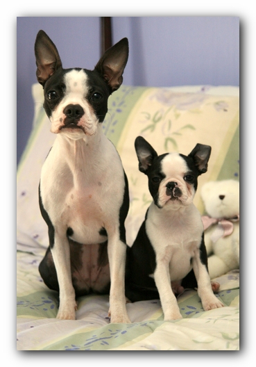 Miley and Howie - Boston Terrier Puppies