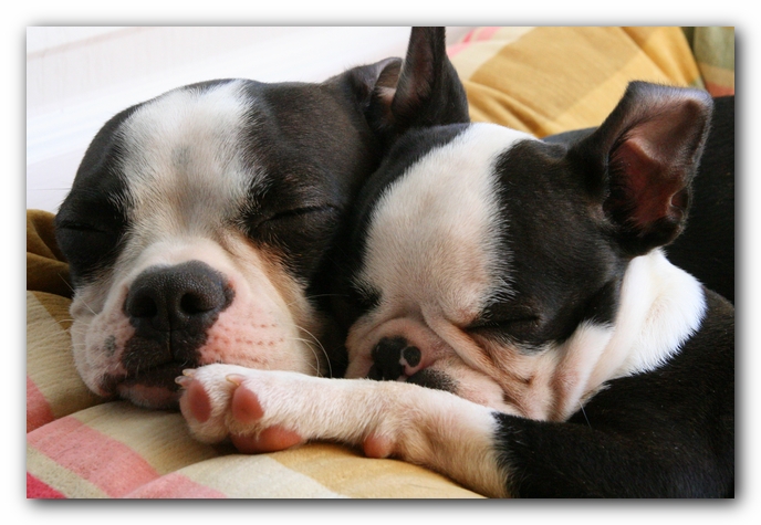 Miley and Howie - Boston Terrier Puppies