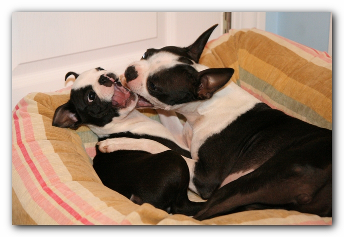 Miley and Howie - Boston Terrier Puppies
