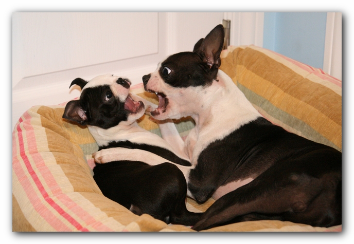 Miley and Howie - Boston Terrier Puppies