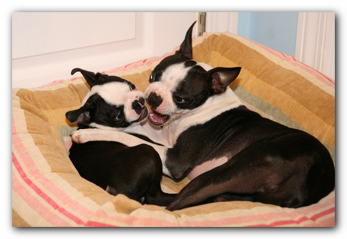 Miley and Howie - Boston Terrier Puppies