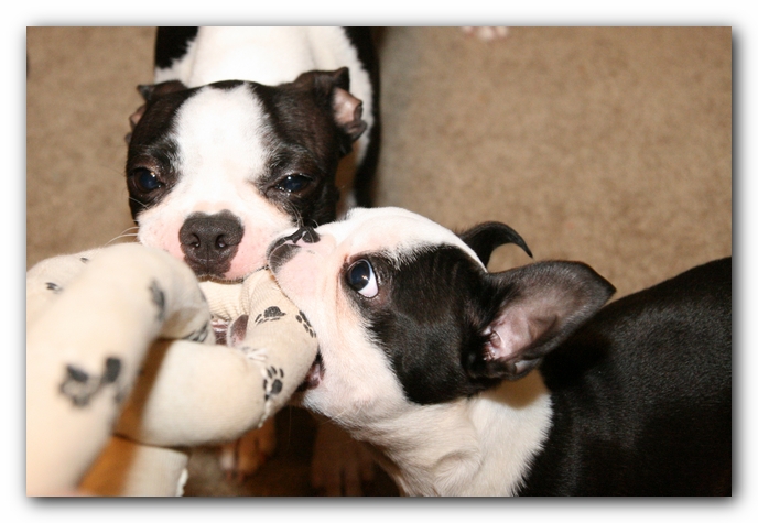 Miley and Howie - Boston Terrier Puppies