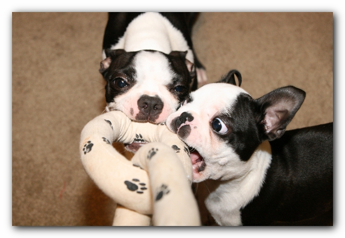Miley and Howie - Boston Terrier Puppies