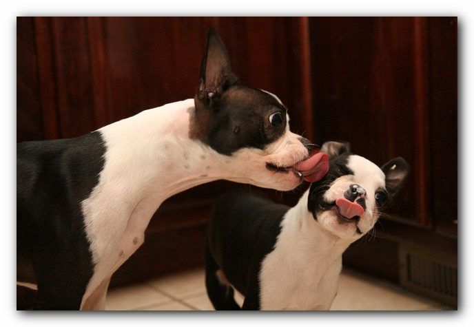 Miley and Howie - Boston Terrier Puppies