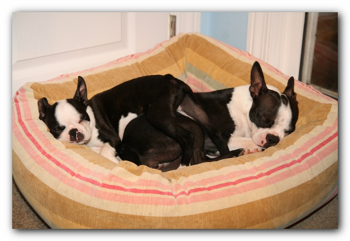 Miley and Howie - Boston Terrier Puppies