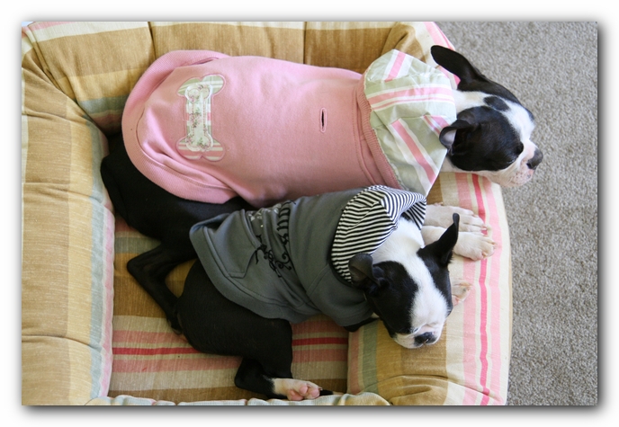 Miley and Howie - Boston Terrier Puppies