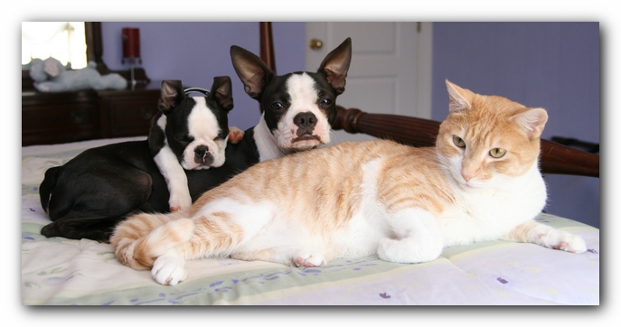 Miley and Howie - Boston Terrier Puppies - And Hobbes the Cat!