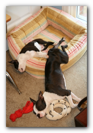 Miley and Howie - Boston Terrier Puppies