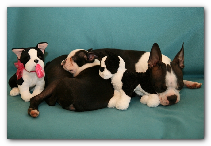Miley and Howie - Boston Terrier Puppies