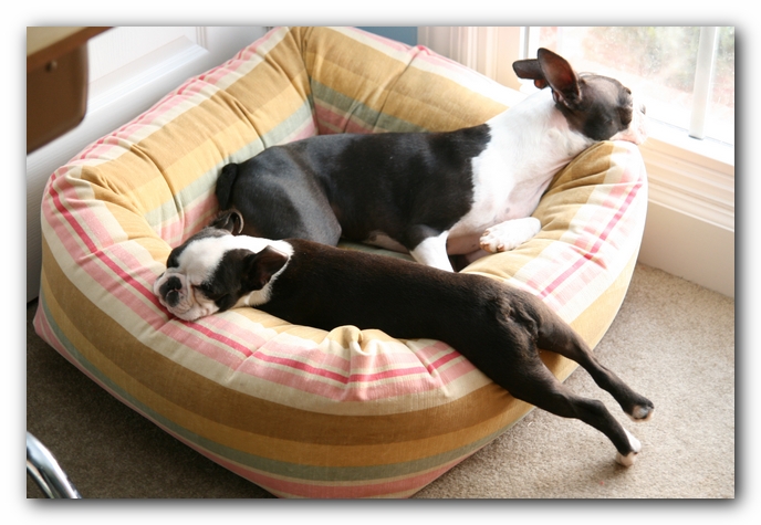 Miley and Howie - Boston Terrier Puppies
