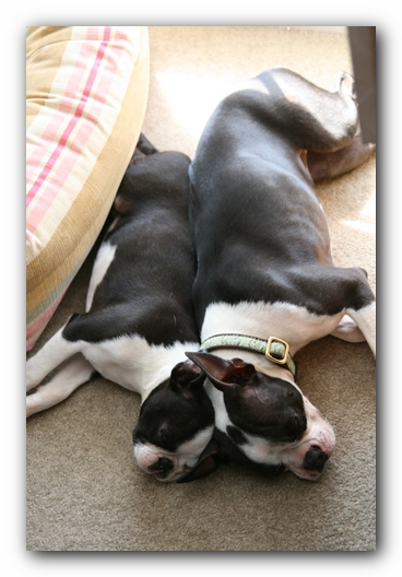 Miley and Howie - Boston Terrier Puppies