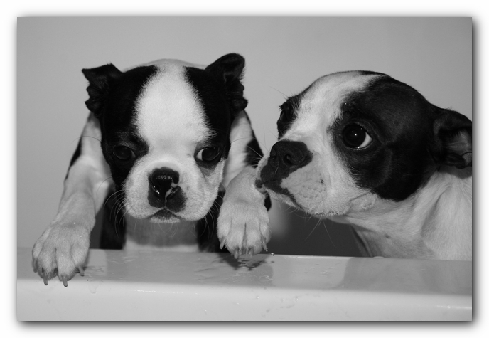 Miley and Howie - Boston Terrier Puppies