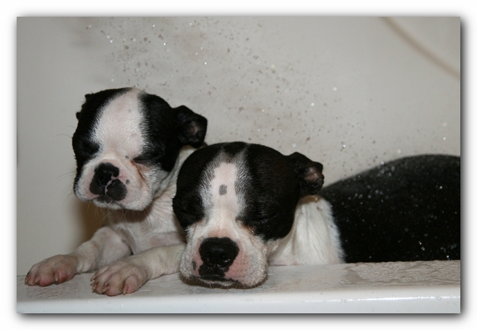 Miley and Howie - Boston Terrier Puppies