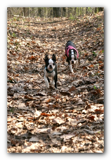 Miley and Howie - Boston Terrier Puppies