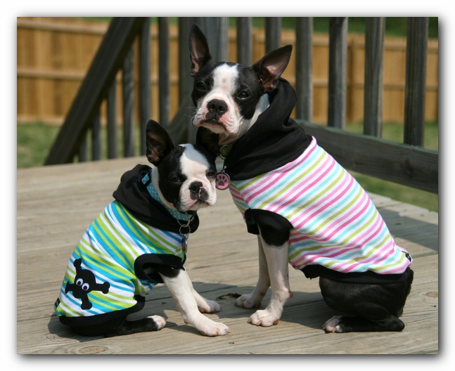 Miley and Howie - Boston Terrier Puppies