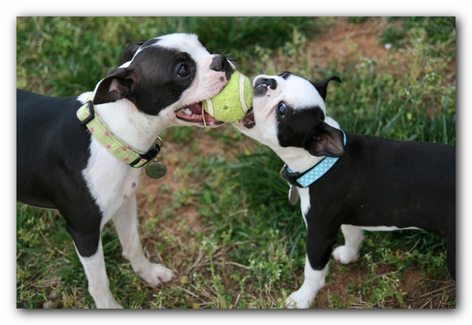 Miley and Howie - Boston Terrier Puppies