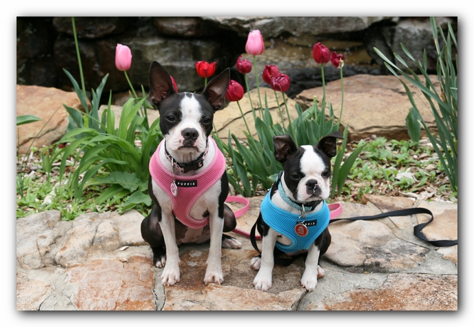 Miley and Howie - Boston Terrier Puppies