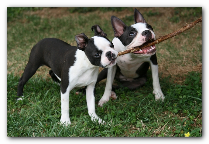 Miley and Howie - Boston Terrier Puppies