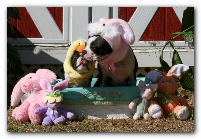 Miley and Howie - Boston Terrier Puppies