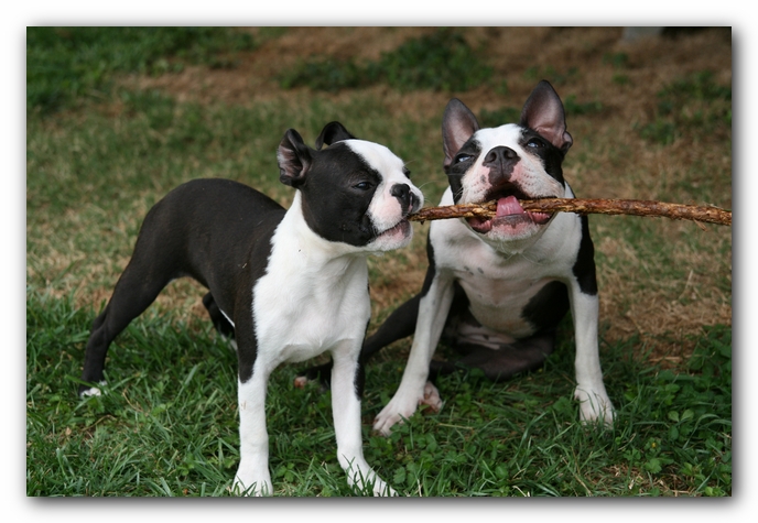 Miley and Howie - Boston Terrier Puppies