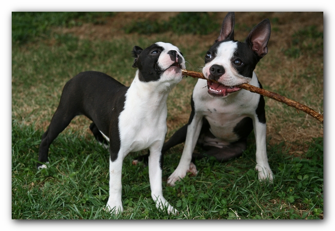 Miley and Howie - Boston Terrier Puppies