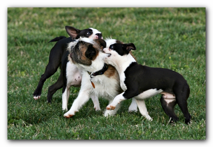 Miley and Howie - Boston Terrier Puppies