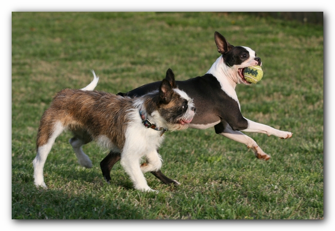 Miley and Howie - Boston Terrier Puppies