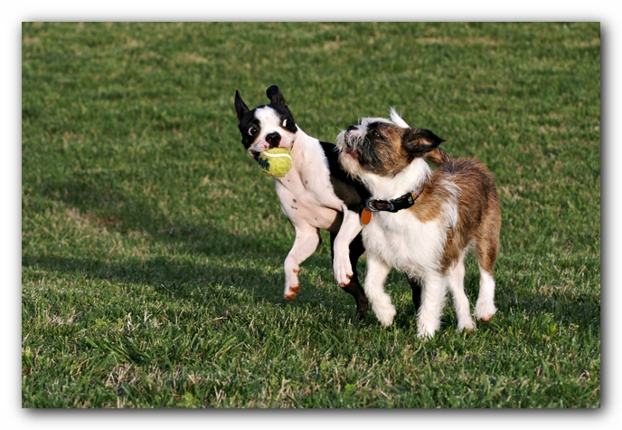 Miley and Howie - Boston Terrier Puppies