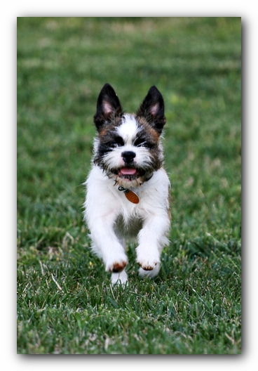Miley and Howie - Boston Terrier Puppies