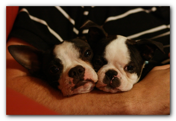 Miley and Howie - Boston Terrier Puppies