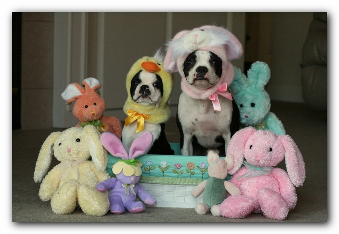 Miley and Howie - Boston Terrier Puppies