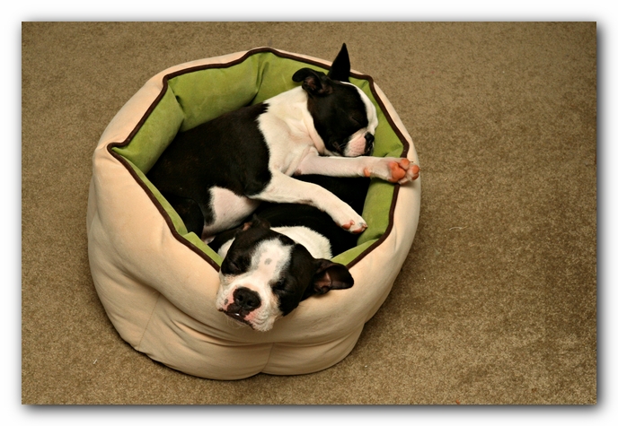 Miley and Howie - Boston Terrier Puppies
