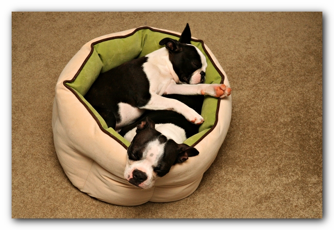 Miley and Howie - Boston Terrier Puppies