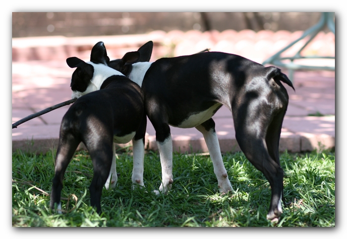 Miley and Howie - Boston Terrier Puppies