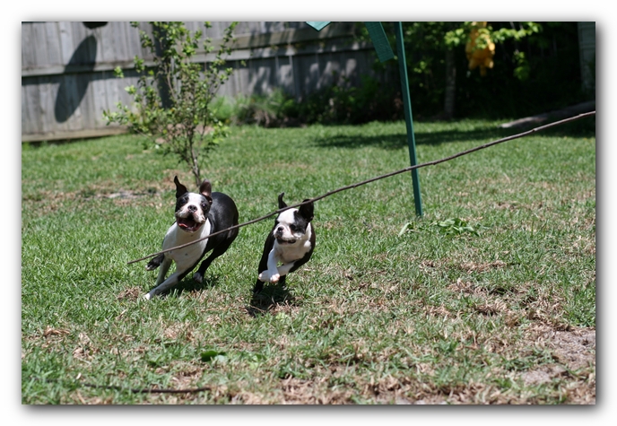 Miley and Howie - Boston Terrier Puppies
