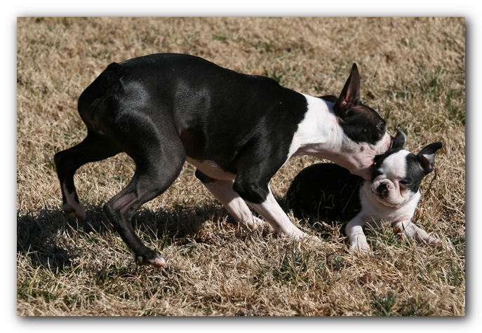 Miley and Howie - Boston Terrier Puppies