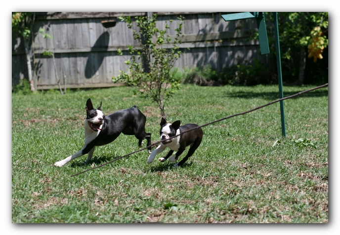 Miley and Howie - Boston Terrier Puppies
