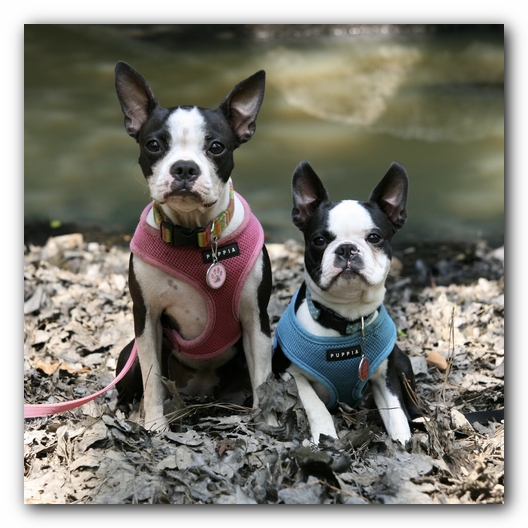 Miley and Howie go to Little River Canyon