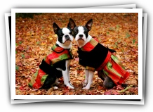 boston terrier puppies