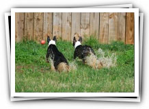 spring boston terrier puppies in the mud