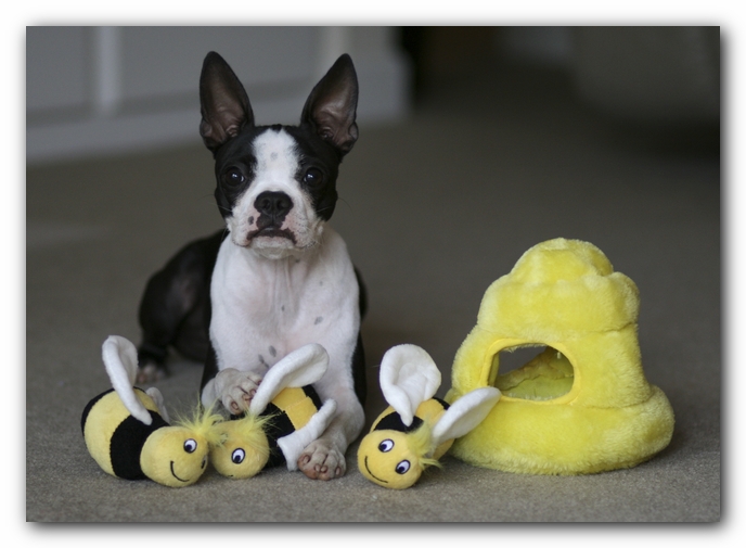 Happy First Birthday, Miley!!!