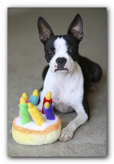 Happy First Birthday, Miley!!!