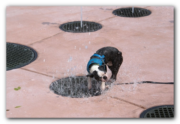 Summer Fun with Kacey, Miley and  Howie - Boston Terrier Puppies