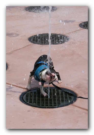 Summer Fun with Kacey, Miley and  Howie - Boston Terrier Puppies
