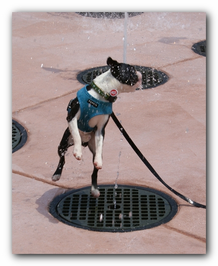 Summer Fun with Kacey, Miley and  Howie - Boston Terrier Puppies